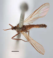 Image of Empis