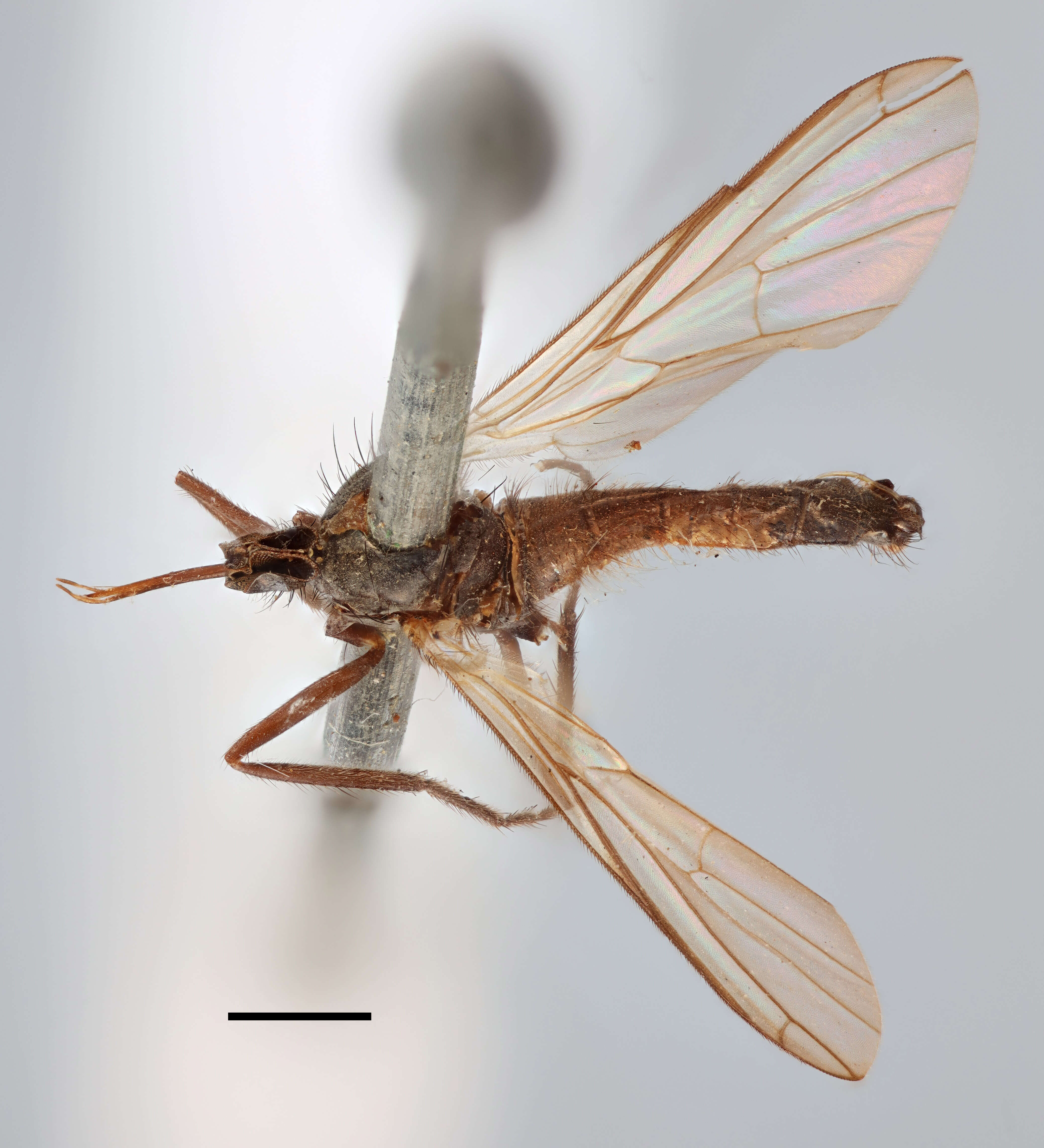 Image of Empis