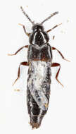 Image of Aleochara