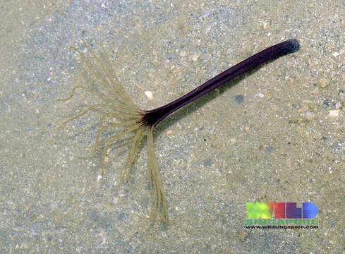 Image of ceriantharian anemones