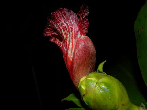 Image of Costus laevis Ruiz & Pav.