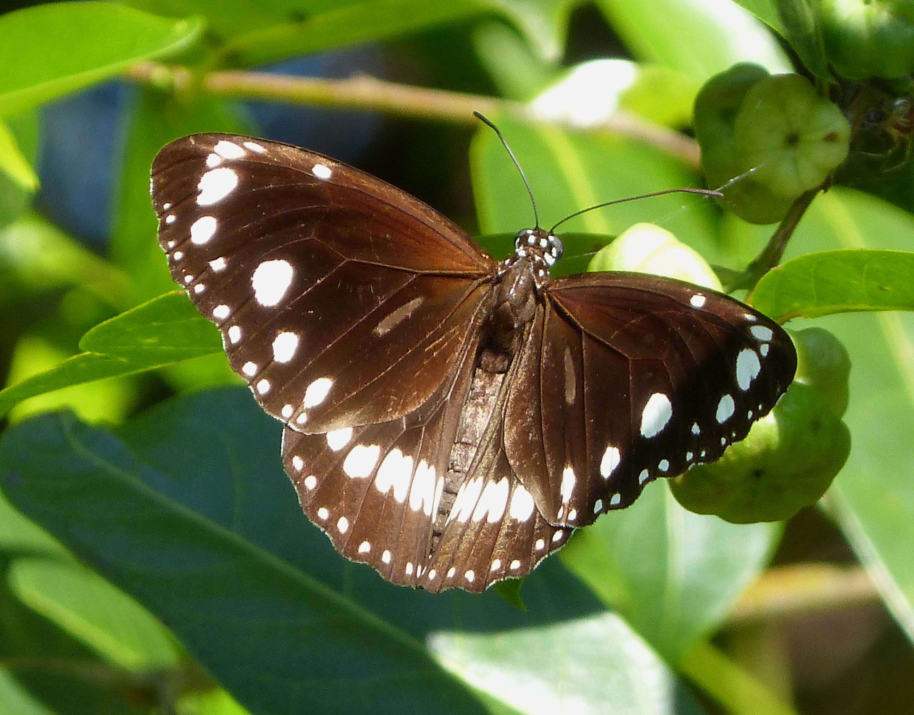 Image of Euploea core Cramer 1780