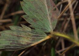 Image de Fraisier vert