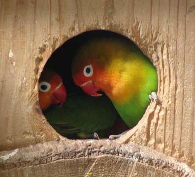 Image of Fischer's Lovebird