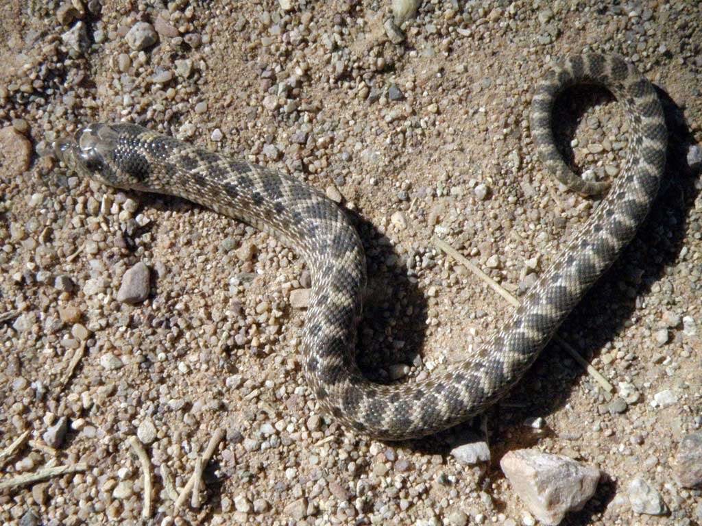 Image of Mexican hog-nose snake