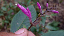 Image of Ruellia cearensis Lindau