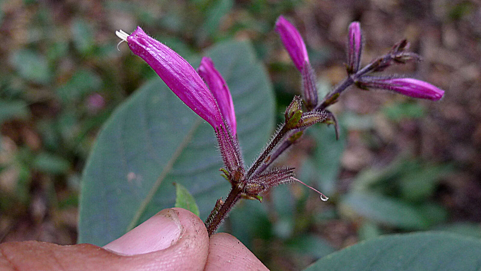 Image of Ruellia cearensis Lindau