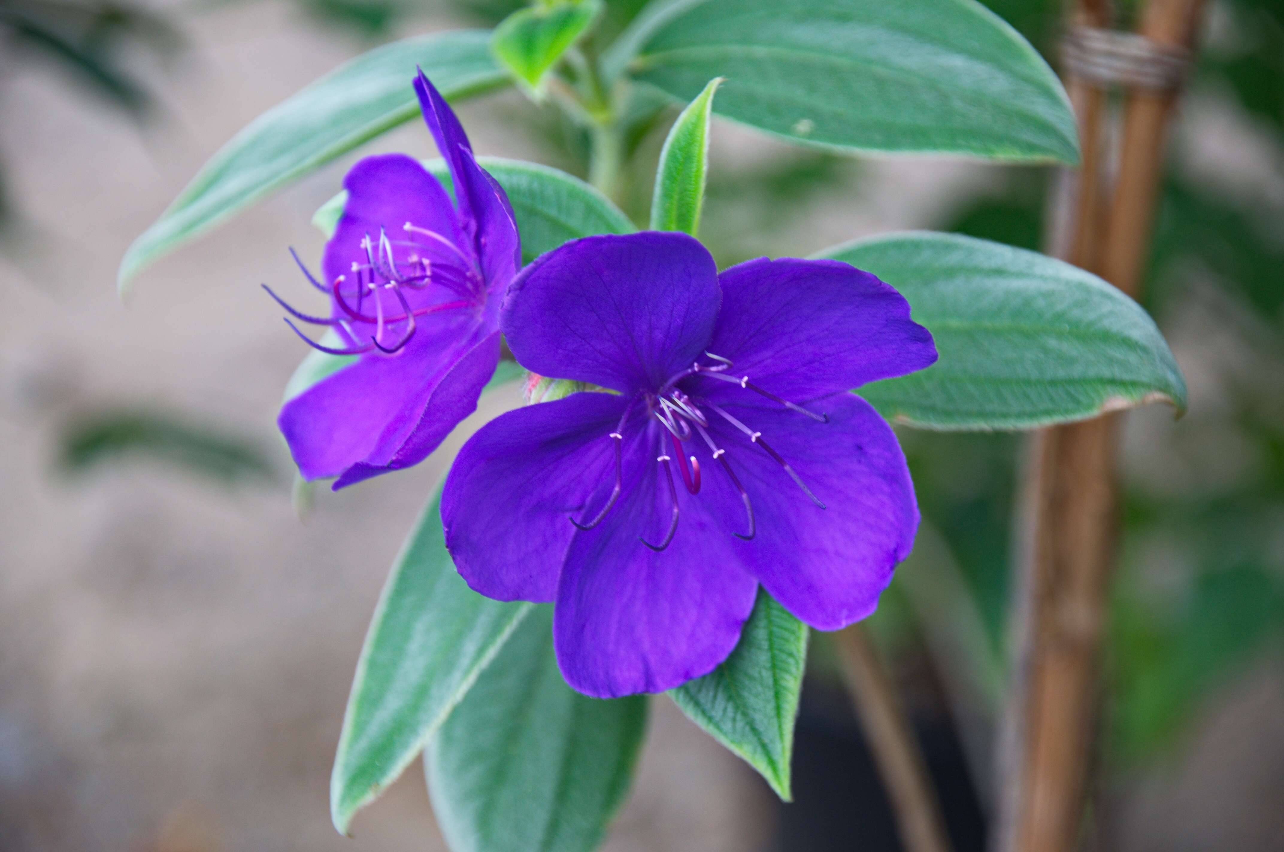 Imagem de Tibouchina