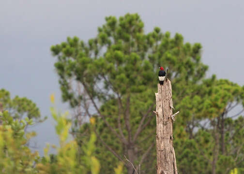 Image of Red-headed Woodpecker