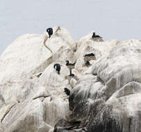 Image of Phalacrocorax Brisson 1760