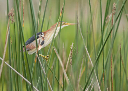 Image of Least Bittern