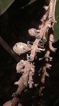 Image of Geonoma pauciflora Mart.