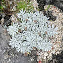 Plancia ëd Crossostephium chinense (L.) Makino