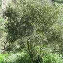 Imagem de Callistemon paludosus F. Müll.