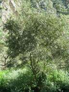 صورة Callistemon paludosus F. Müll.