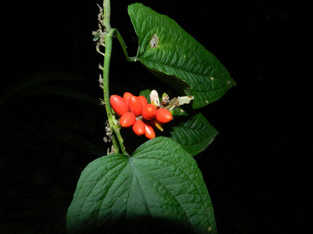 Image of Anthurium clidemioides Standl.