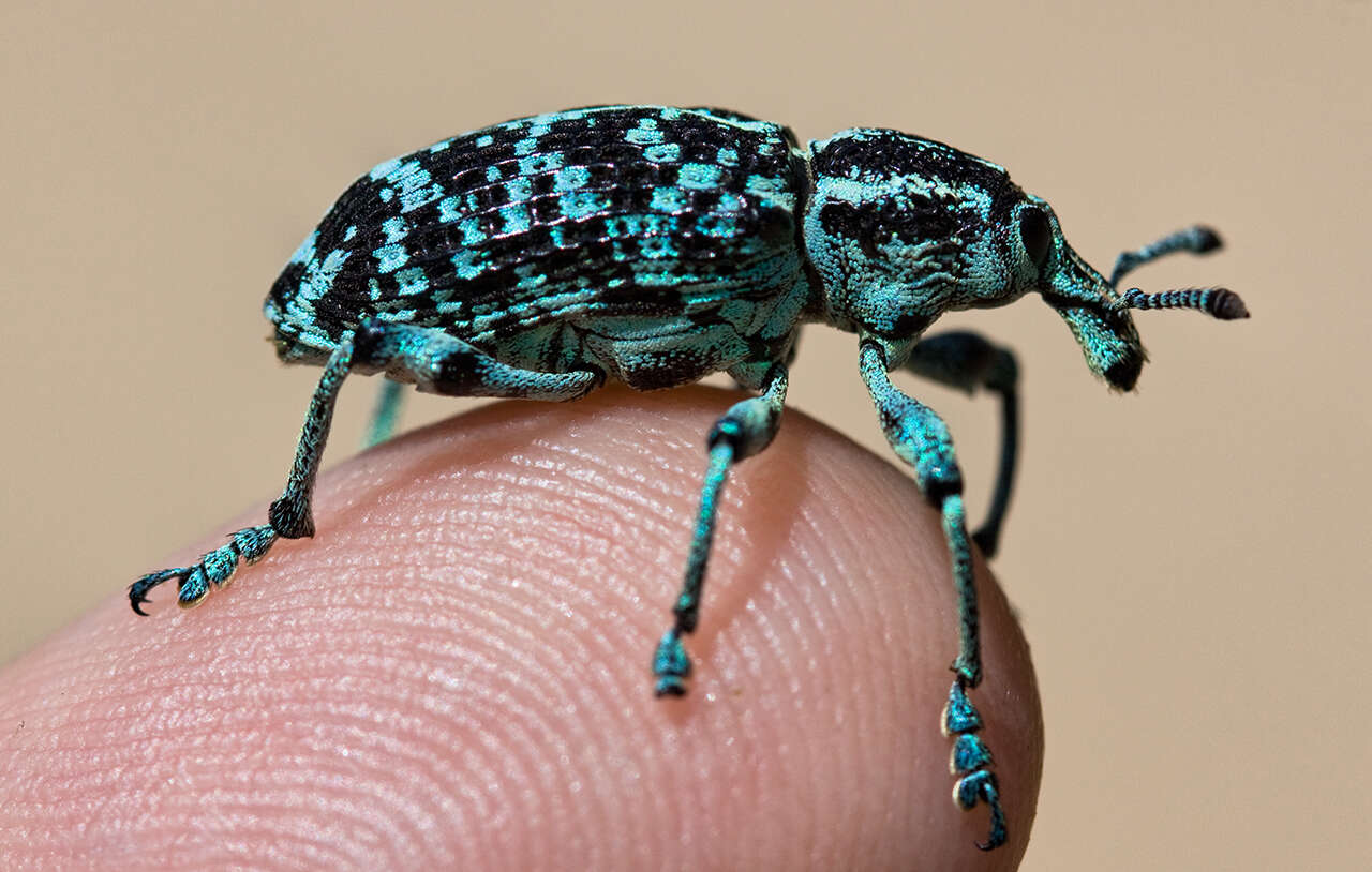 Image of Chrysolopus