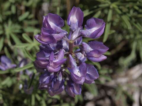 صورة Lupinus argenteus var. heteranthus (S. Watson) Barneby