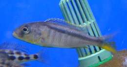 Image of Buccochromis