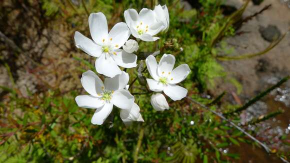 Imagem de Drosera