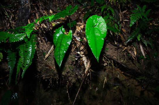 Image of Asarum glabrum Merr.