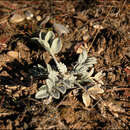 Слика од Astragalus utahensis (Torr.) Torr. & A. Gray