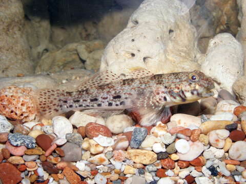 Image of Istigobius nigroocellatus