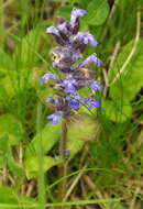 Image of Bugleweed