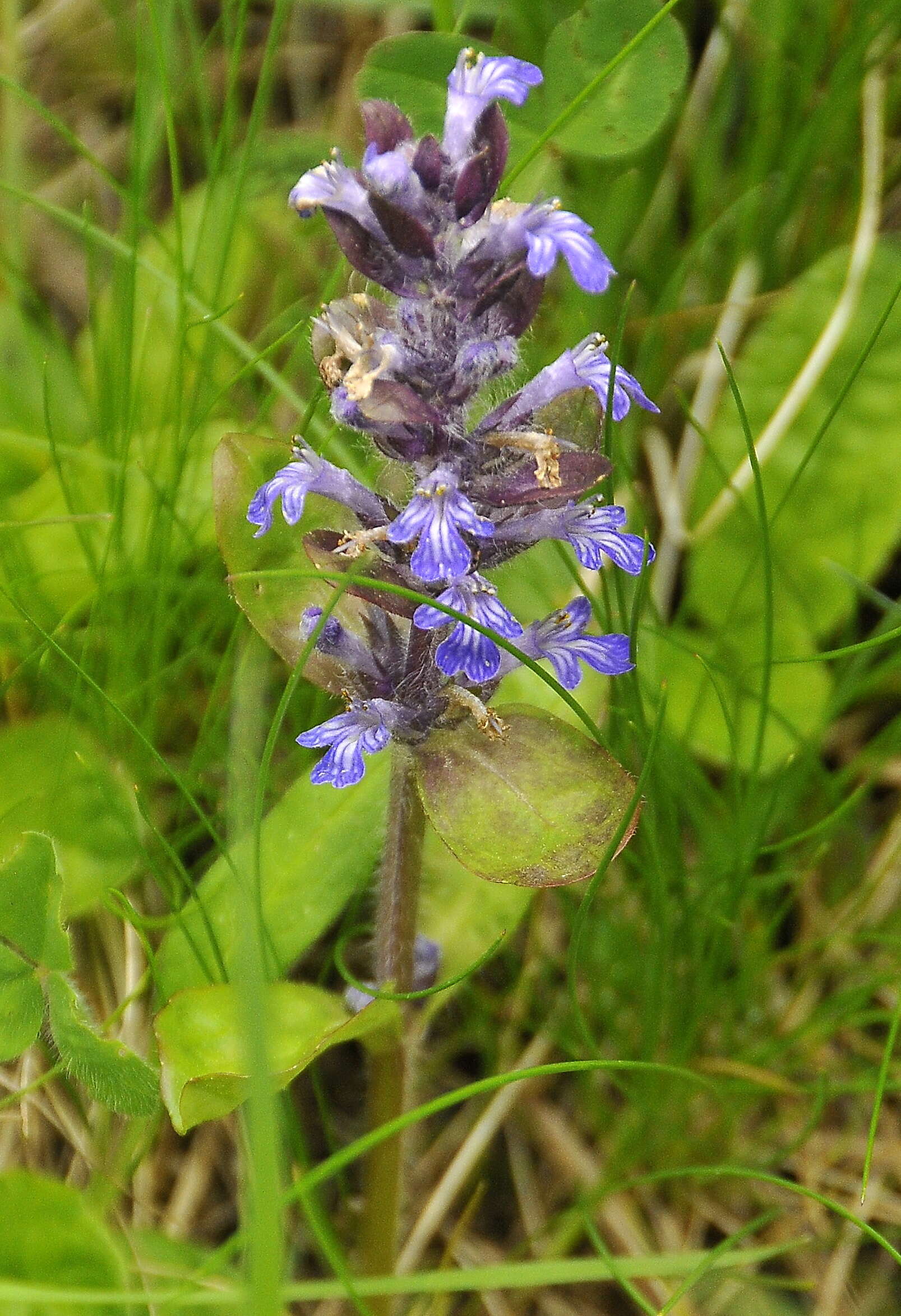 Image of Bugleweed