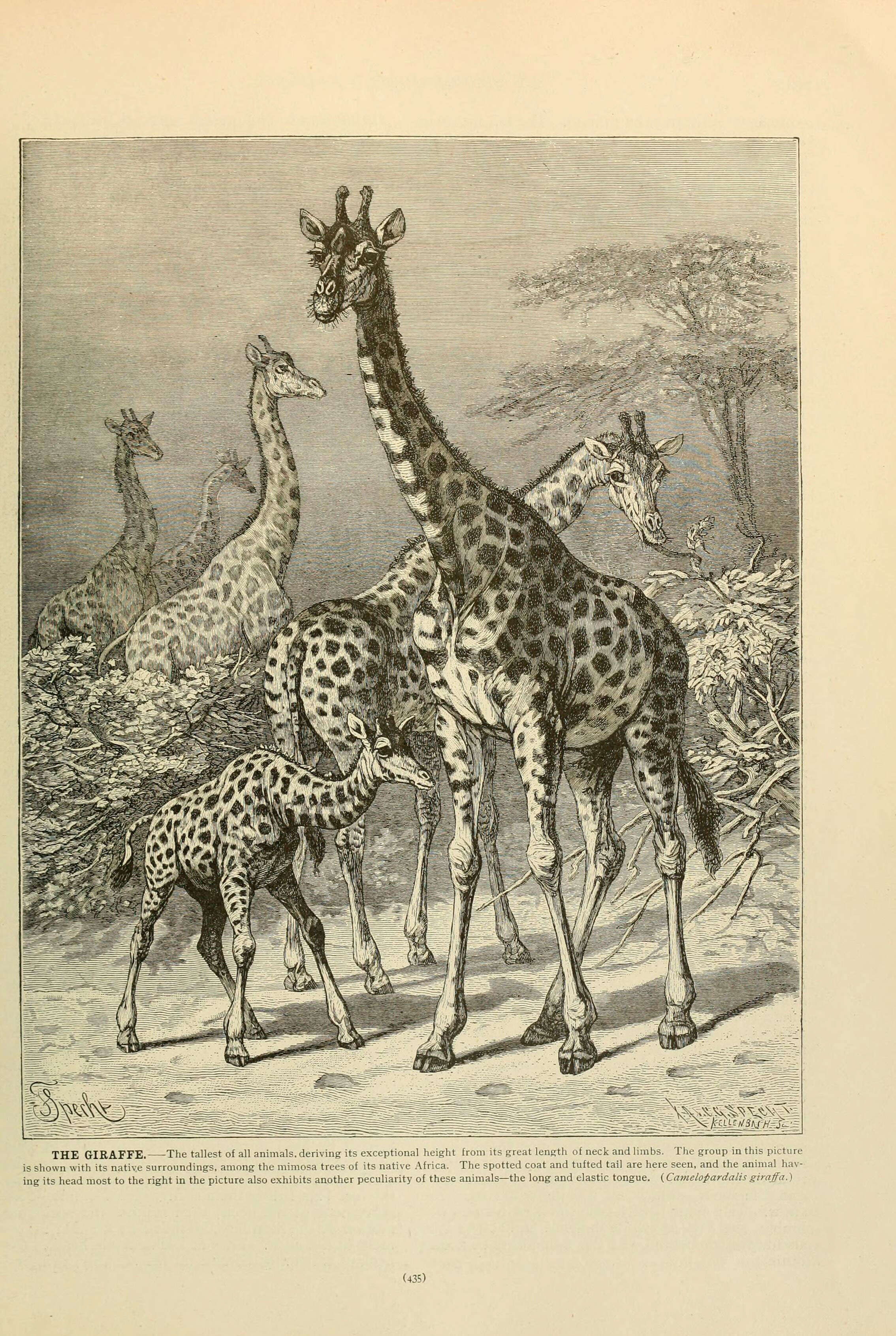 Image of Giraffe