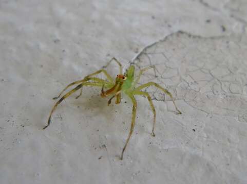 Image of Translucent Green Jumpers