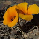 Image of Desert Mariposa Lily