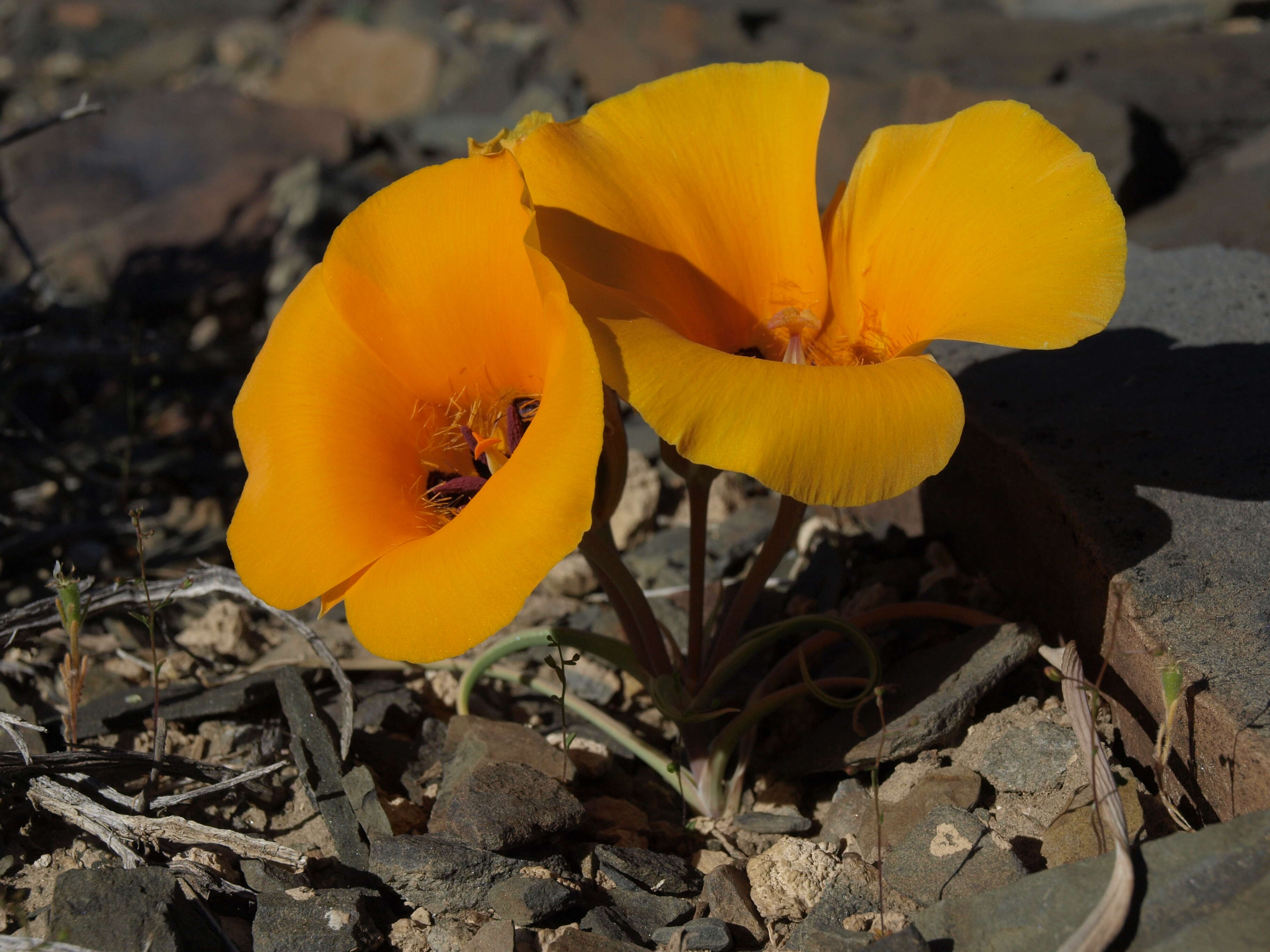 Image of Desert Mariposa Lily
