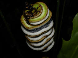 Image of Cyclanthus