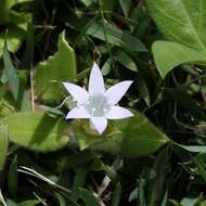 Image of Mexican clover