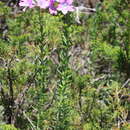 Image of Linum heterosepalum Regel