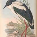 Ephippiorhynchus asiaticus australis (Shaw 1800)的圖片