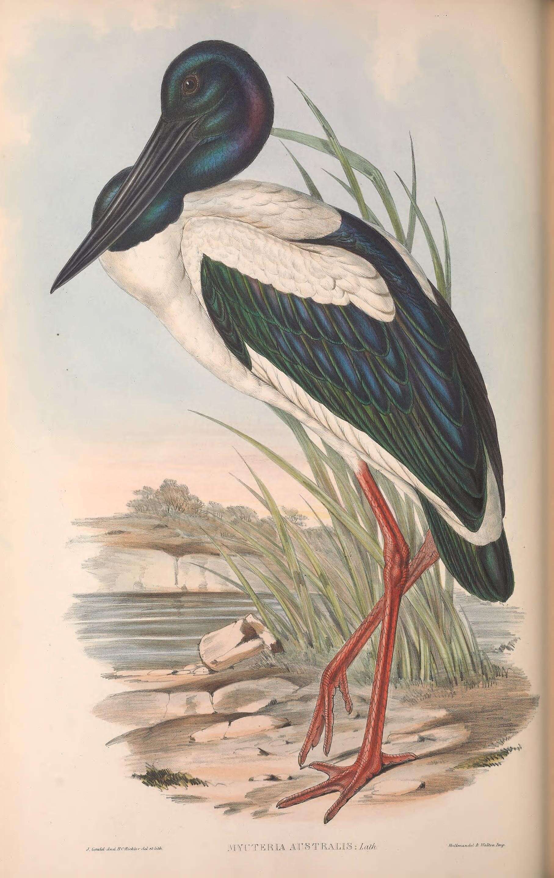 Image of Ephippiorhynchus asiaticus australis (Shaw 1800)