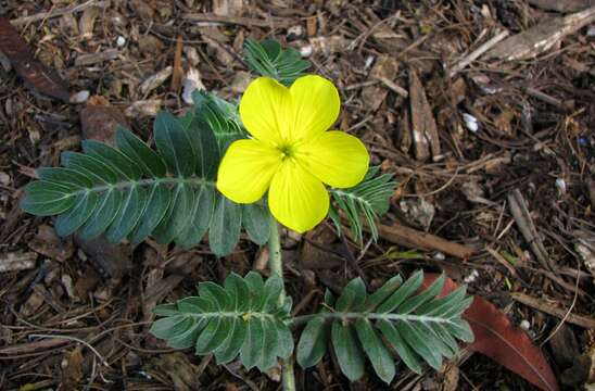 Image of puncture vine