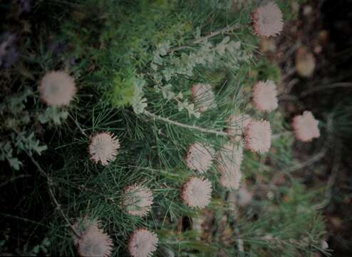 Imagem de Isopogon divergens R. Br.