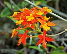 Plancia ëd Epidendrum radicans Pav. ex Lindl.