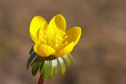 Image of eranthis