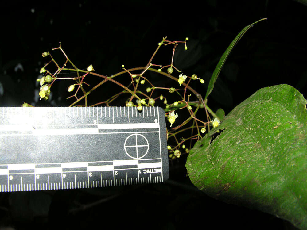 Image of Conostegia dissitiflora (Almeda) Kriebel