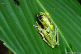 Image of Phyllomedusidae Günther 1858