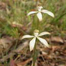 Caladenia ustulata (D. L. Jones) G. N. Backh.的圖片