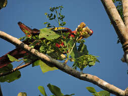 Image of balsa tree