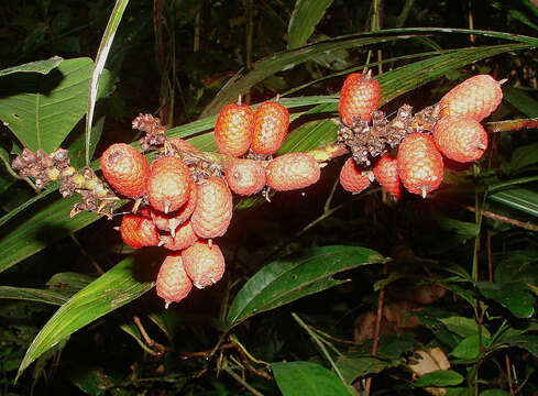 Image de Mauritiella armata (Mart.) Burret