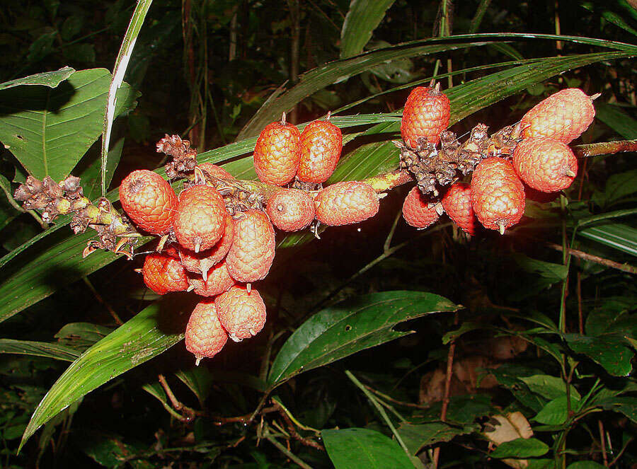 Image de Mauritiella