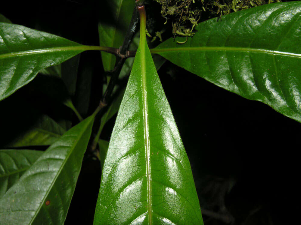 Image de Rustia occidentalis (Benth.) Hemsl.