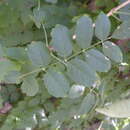 Image of trumpet creeper